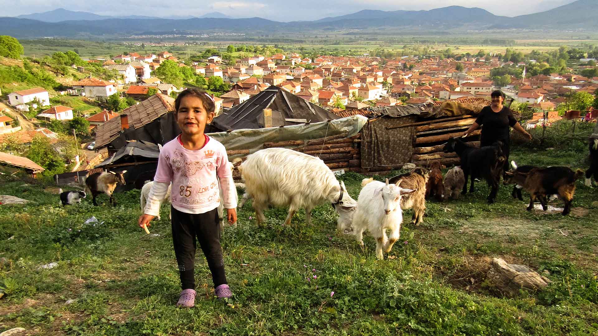 A child stands on a hill with a herd of goats.